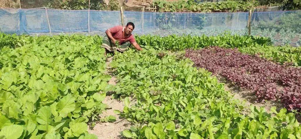 কুমিল্লা চিড়িয়াখানা বন্ধ, প্রাণীর খাঁচায় নীরবতা—জমিতে এখন সবজি চাষ