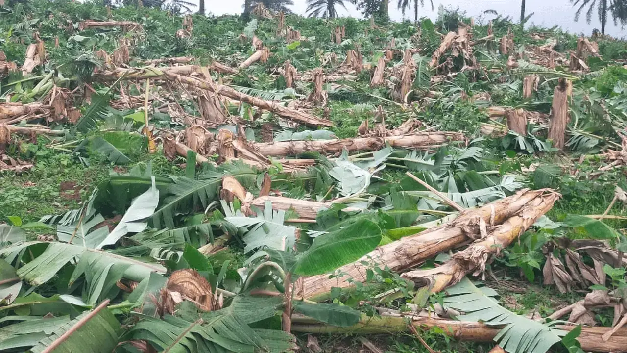 ভালুকায় দুবৃত্তদের হামলা, মুহুর্তেই  একহাজার কলাগাছ কেটে বাগান তছনছ