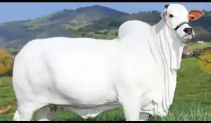 ৫৯ কোটি টাকায় বিক্রি হলো পৃথিবীর সবচেয়ে দামী গরু!