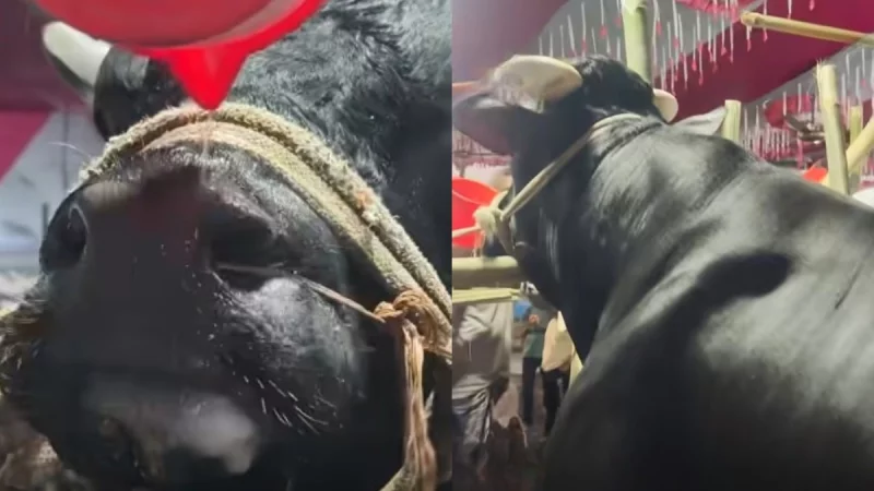 বেশি খায়, বেশি চিল্লায়— তাই গরুর নাম ‘নাসীরুদ্দীন পাটওয়ারী’
