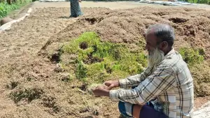 ১. নেত্রকোনায় অতিবৃষ্টিতে বিপর্যয়: ৭০ হাজার কৃষকের ৩১৩ কোটি টাকার ফসলহানি