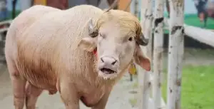 এবার কোরবানির অপেক্ষায় ‘ডোনাল্ড ট্রাম্প’