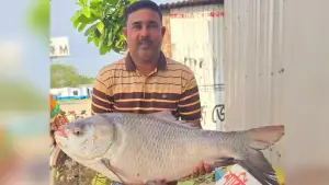 সাড়ে ২১ কেজি পদ্মার কাতল, বিক্রি হলো কত?