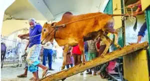 কোরবানীর গরু পরিবহনের জন্য উপলক্ষে চালু হলো ৩ টি বিশেষ ‘ক্যাটল ট্রেন’