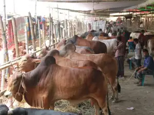 স্টেরয়েডে মোটা করা গরু চিনবেন কীভাবে? হাটে যাওয়ার আগে জেনে নিন