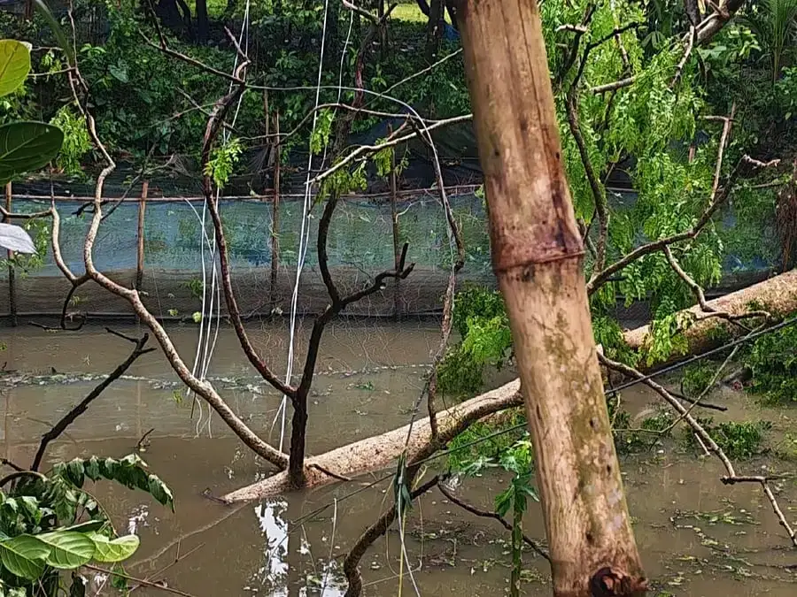 কালবৈশাখীর তাণ্ডবে জয়পুরহাটে বিদ্যুৎহীন ৭৫ গ্রাম, দুর্ভোগে ৩০ হাজার গ্রাহক