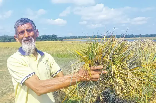 ‘মনরে বোঝ দিবার লাগি আধা পচা ধান কাটছি’