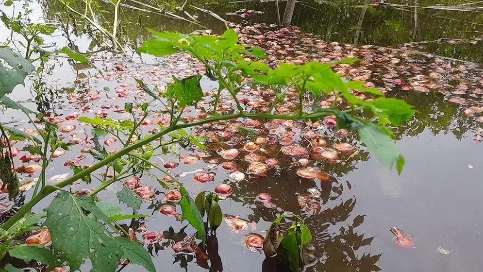ন্যায্যমূল্য না পেয়ে পানিতে পেঁয়াজ ফেলছেন ফরিদপুরের কৃষকরা