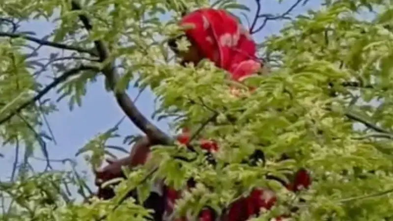 এক মাসের ব্যবধানে আবারও তেঁতুল গাছের চূড়ায় মিলল গৃহবধূ