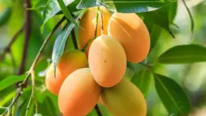 বাজারে এলো রংপুরের জিআই পণ্য হাঁড়িভাঙ্গা আম