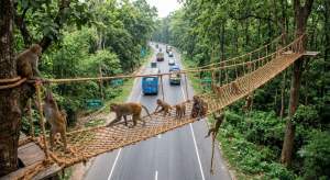মধুপুর বনে বন্য প্রাণীদের জন্য দড়ির সেতু, নিরাপদে পার হবে মহাসড়ক!