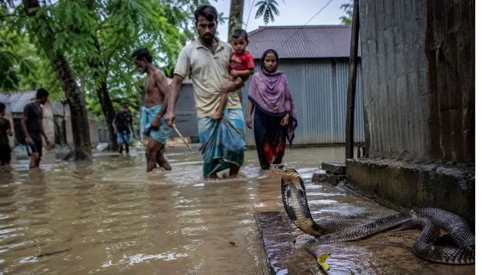 চট্টগ্রামে বন্যার পানিতে সাপের ভয়াবহ উপদ্রুব, কামড়ে আহত ৭৫ জন!