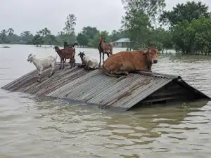 চট্টগ্রামে বন্যার তাণ্ডব, মারা গেছে ১ লাখ ১২ হাজারের বেশি গবাদিপশু ও হাঁস-মুরগি!