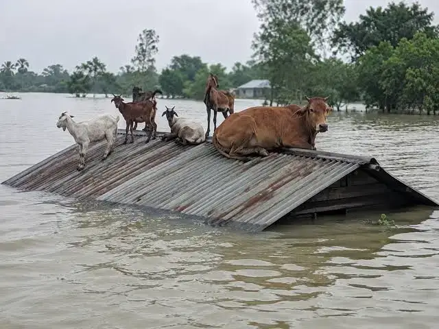 চট্টগ্রামে বন্যার তাণ্ডব, মারা গেছে ১ লাখ ১২ হাজারের বেশি গবাদিপশু ও হাঁস-মুরগি!