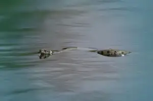 চট্টগ্রামে বন্যায় সাপের কামড়ে ৭৫ জন আক্রান্ত