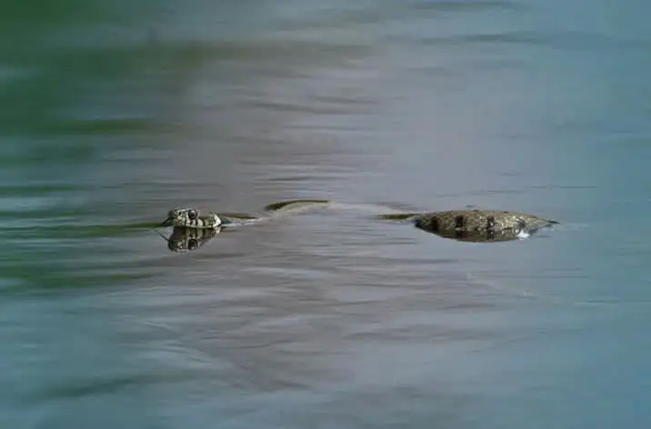 চট্টগ্রামে বন্যায় সাপের কামড়ে ৭৫ জন আক্রান্ত