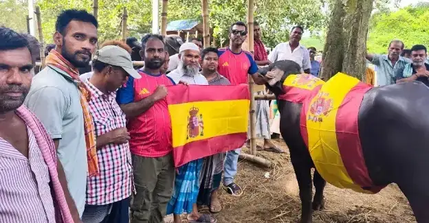 দুই লাখ টাকার মহিষ দিয়ে ভূরিভোজের আয়োজন স্পেন সমর্থকদের