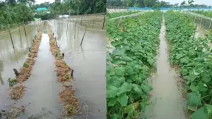 চরফ্যাশনে টানা বৃষ্টিতে প্লাবিত বিস্তীর্ণ এলাকা, তলিয়ে গেছে ফসল ও মাছের ঘের