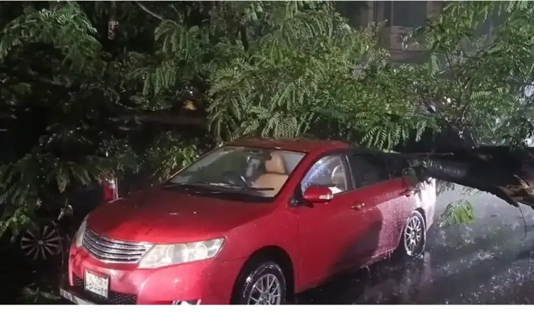 ধানমন্ডিতে ঝড়-বৃষ্টিতে উপড়ে পড়ল গাছ, চাপা পড়ল দুই প্রাইভেটকার!