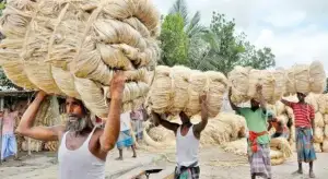 ১৫ দিনের ব্যবধানে মণপ্রতি পাটের দাম কমল হাজার টাকা, দুশ্চিন্তায় কৃষক!
