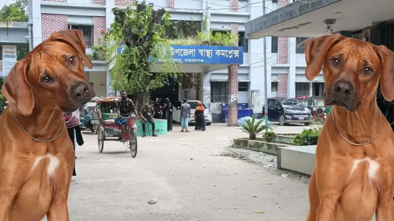 বেওয়া’রিশ কু’কুরে আত’ঙ্কিত আড়াইহাজার, মাসে কাম’ড়ের শি’কার ২১০-২৪০ জন
