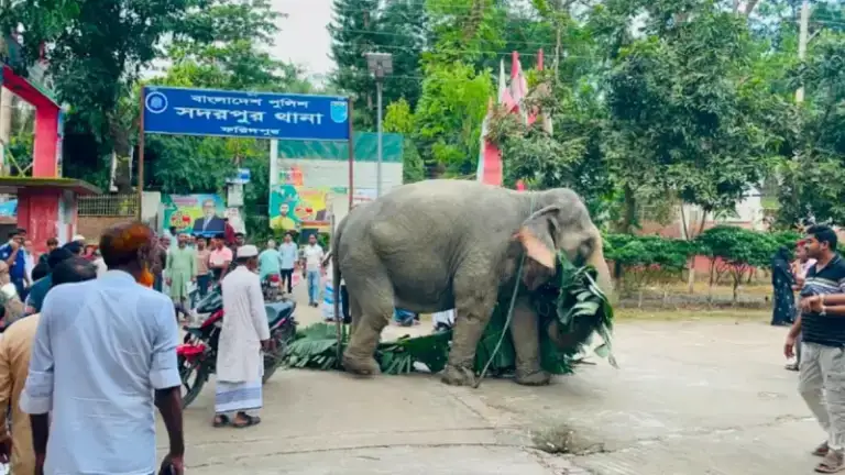 ৭ দিন থানা হেফাজতে থাকার পর মালিকের কাছে হস্তান্তর করা হচ্ছে সেই অপ/রাধী হাতিটি