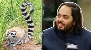 গাজীপুর সাফারি পার্ক থেকে চুরি যাওয়া দুই লেমুরের সন্ধান ভারতে আম্বানির ‘বনতারায়’!