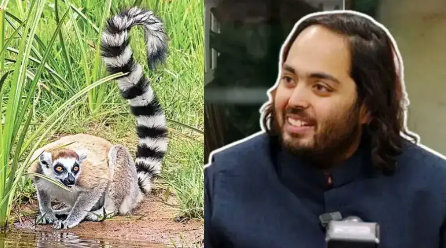 গাজীপুর সাফারি পার্ক থেকে চুরি যাওয়া দুই লেমুরের সন্ধান ভারতে আম্বানির ‘বনতারায়’!