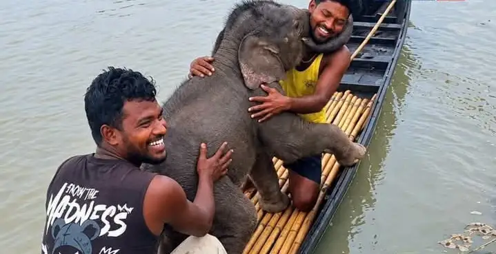 তিস্তার স্রোতে ভেসে যাচ্ছিল হাতিশাবক, ৩ কিলোমিটার পাড়ি দিয়ে বাঁচালেন দুই জেলে