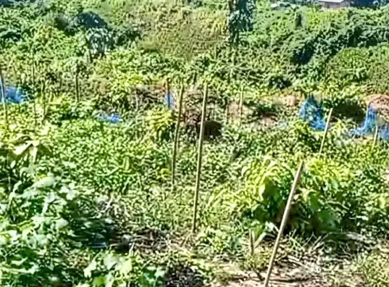 রাতের আঁধারে ৪০০ ফলজ চারা কেটে দিল দুর্বৃত্তরা