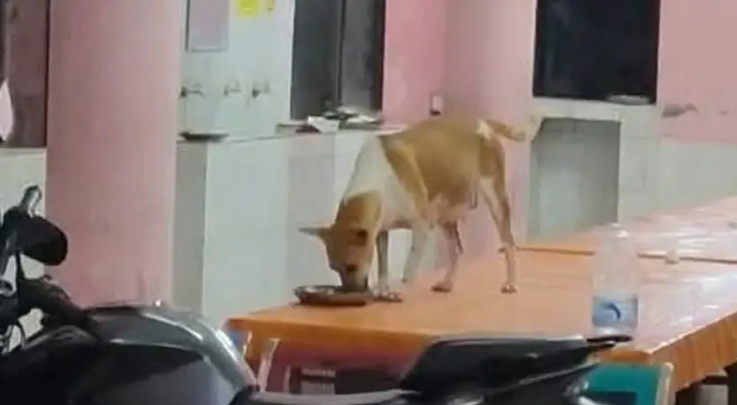 ঢাকা কলেজের ডাইনিংয়ে কুকুরের অবাধ বিচরণ, স্বাস্থ্যঝুঁকিতে শিক্ষার্থীরা