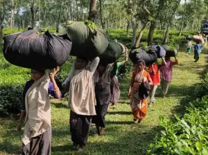 দুর্গাপূজার আর মাত্র দুই দিন বাকি, এখনো বোনাস পাননি বহু চা-শ্রমিক