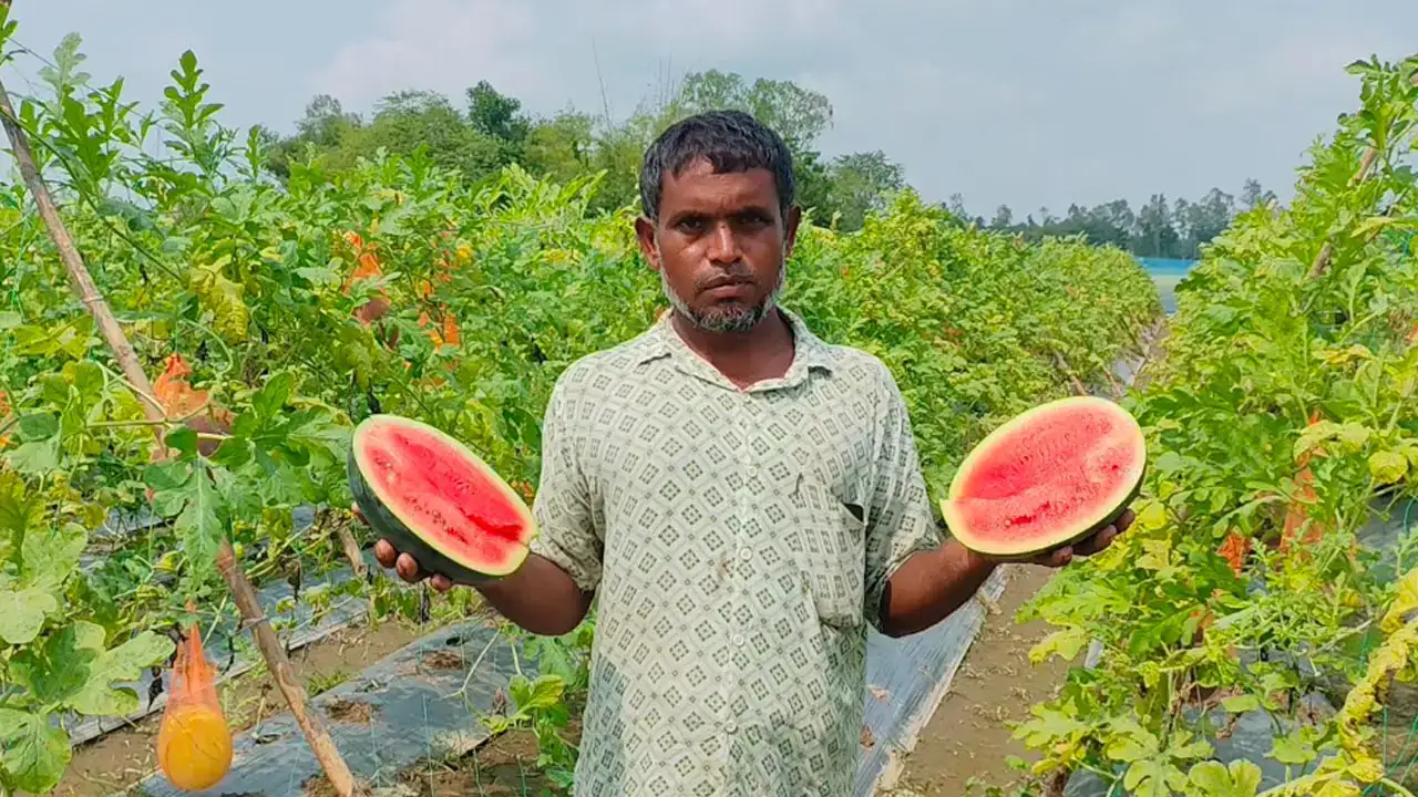 মানুষের নানা কথায় দমেননি ওমর, নীলফামারীতে শসার মাচায় ফলিয়েছেন রঙিন তরমুজ