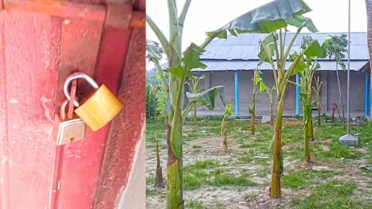 পুত্রবধূর চাকরির দাবিতে বিদ্যালয়ে তালা ও মাঠে কলাগাছ লাগালেন জমিদাতা